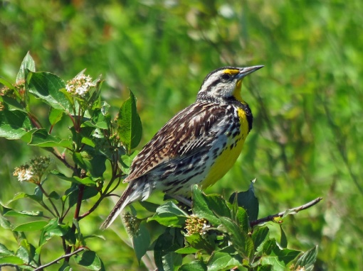 The Eastern Meadowlark was photographed at Milwaukee County Bebder Park in Oak Creek, Wisconsin.