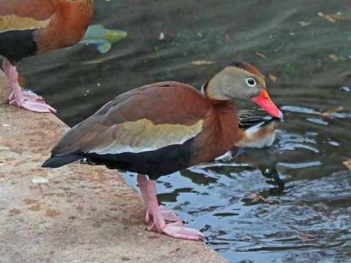 The Black-Bellied Whistling Duck was photographed at San Antonio, Texas, a normal year-round area for the duck.