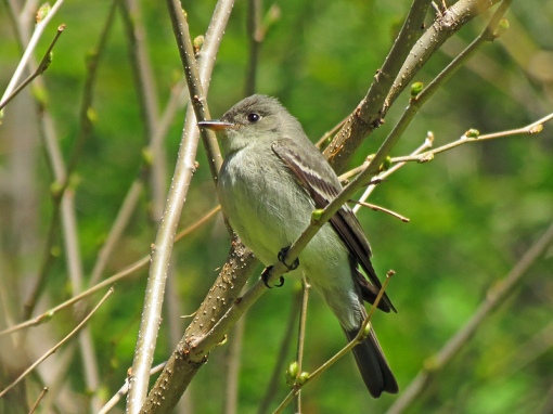 This Eastern Wood Pewee was photographed at Lake Park in Milwaukee, Wisconsin