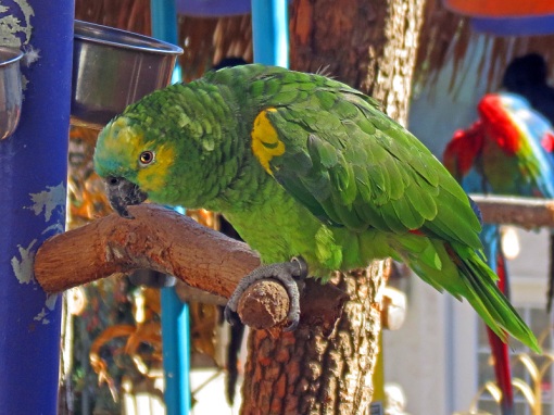 The Blue-Fronted Amazon Parrot was photographed at Parrot Mountain in Pigeon Forge, Tennessee.
