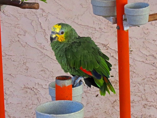 The Orange-Winged Amazon Parrot was photographed at Parrot Mountain Park in Pigeon Forge, Tennessee