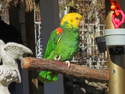 The Yellow-Headed Amazon Parrot was photographed at Parrot Mountain in Pigeon Forge, Tennessee.