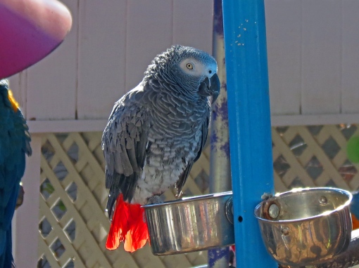 The African Grey Parrot was photographed at Parrot Mountain Park in Pigeon Forge, Tennessee