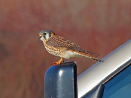 The female American Kestrel was photographed near the Milwaukee, Wisconsin General Mitchell International Airport