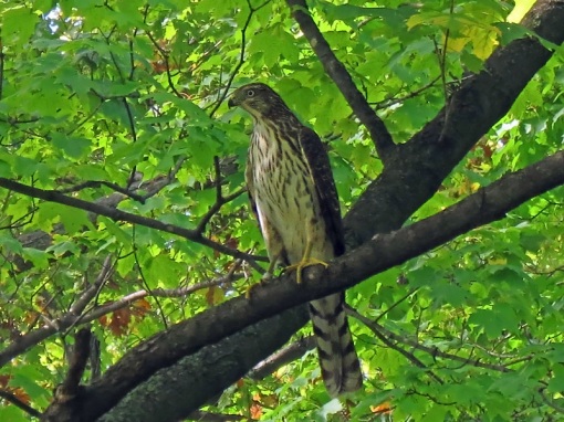 The female Merlin was photographed at Humboldt Park in Bayview, Wisconsin 