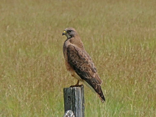 The light phase Swainson's Hawk was photographed at Freezout Lake Wildlife Management Area in Montana