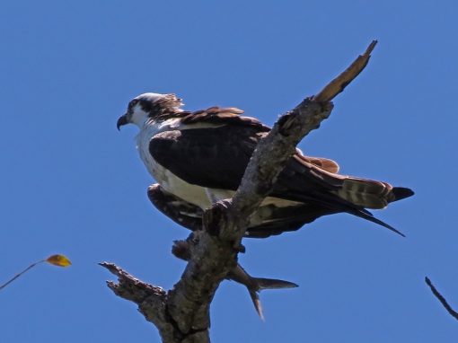 This Osprey was photographed in Gumbalimba Park in Roatan, Honduras.