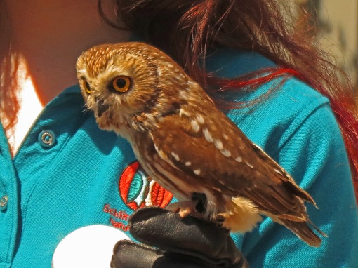 The rehabbed Northern Saw-Whet Owl was photographed at the Wisconsin State Fair from the Schlitz Audubon Nature Center in Milwaukee.