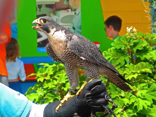 The Peregrine Falcon was photographed at the Wisconsin State Fair from the Schlitz Audubon Nature Center in Milwaukee, Wisconsin. 