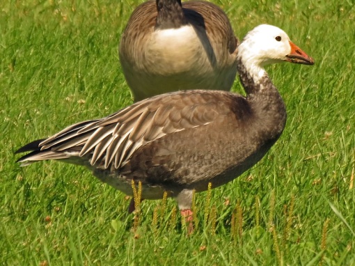 The adult Dare Snow Goose was photographed at Veterans Park in Milwaukee, Wisconsin on Lake Michigan. 